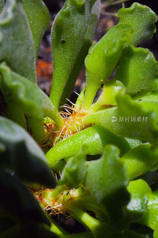 Adromischus cristatus气生根微距拍摄